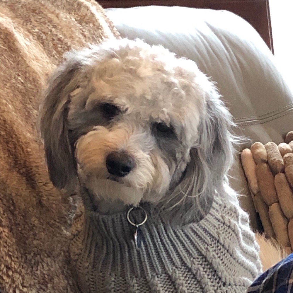 Meet your Posher, Heidi